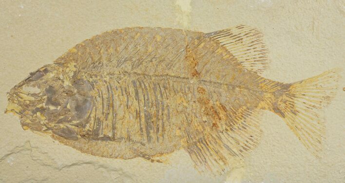 Uncommon Fish Fossil (Phareodus) - Wyoming #144134